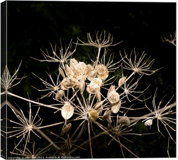 Seed head of Hogweed Canvas Print by Allan Bell