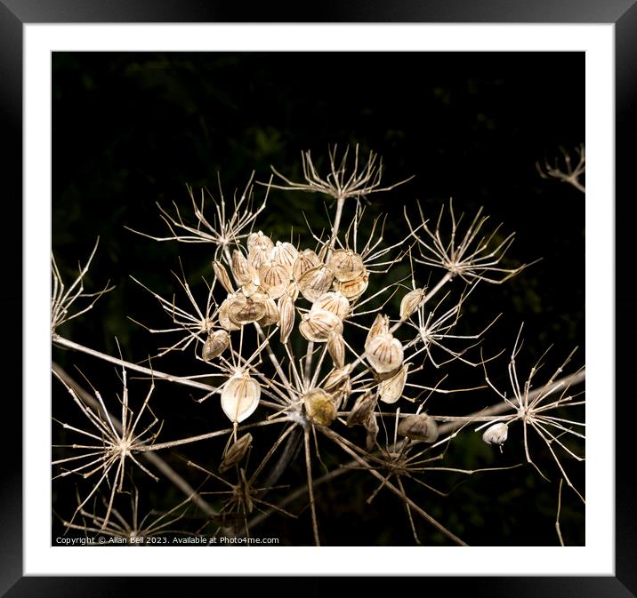 Seed head of Hogweed Framed Mounted Print by Allan Bell