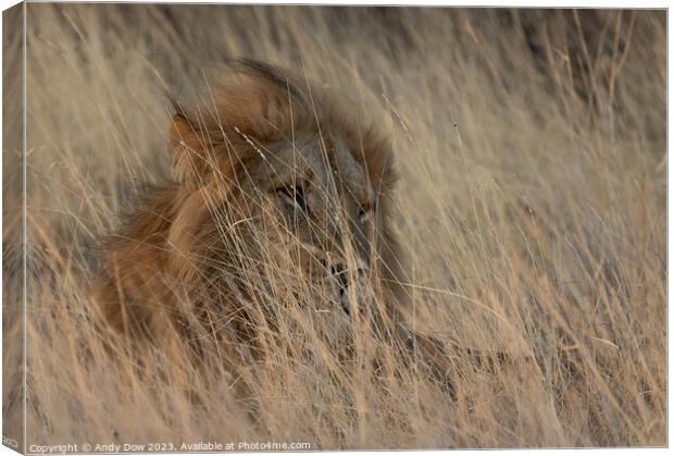 Lion in the grass lands Canvas Print by Andy Dow