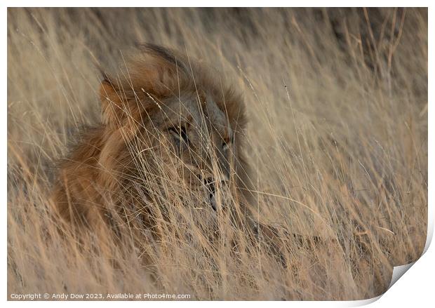 Lion in the grass lands Print by Andy Dow