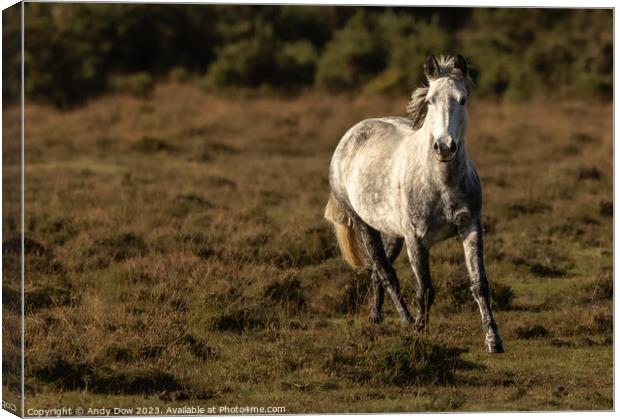 New Forest horse in the sunset Canvas Print by Andy Dow