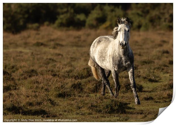 New Forest horse in the sunset Print by Andy Dow