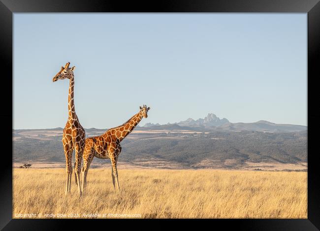 Mt Kenya and the giraffes  Framed Print by Andy Dow