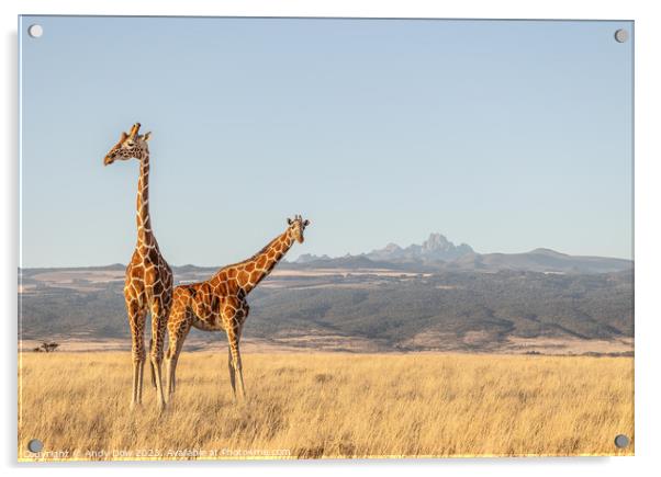 Mt Kenya and the giraffes  Acrylic by Andy Dow