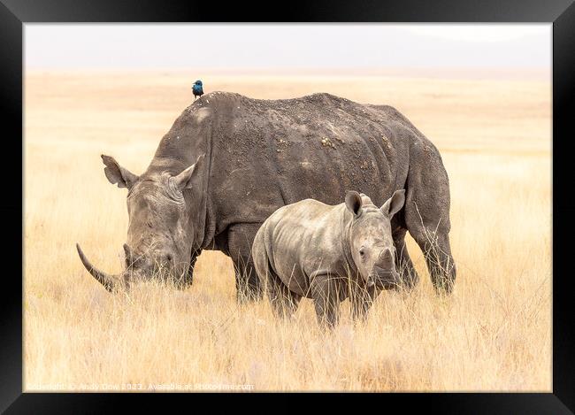 Rhinoceros family portrait Framed Print by Andy Dow