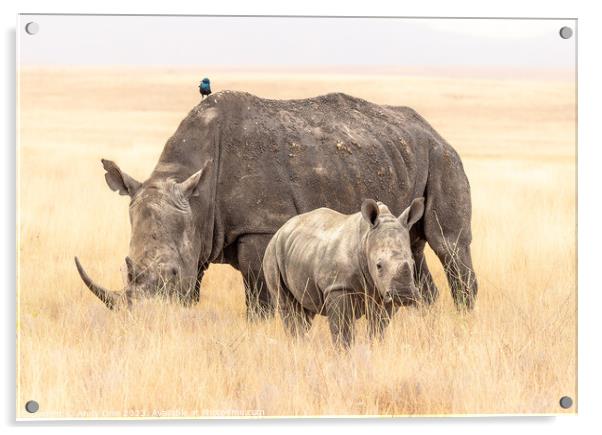 Rhinoceros family portrait Acrylic by Andy Dow