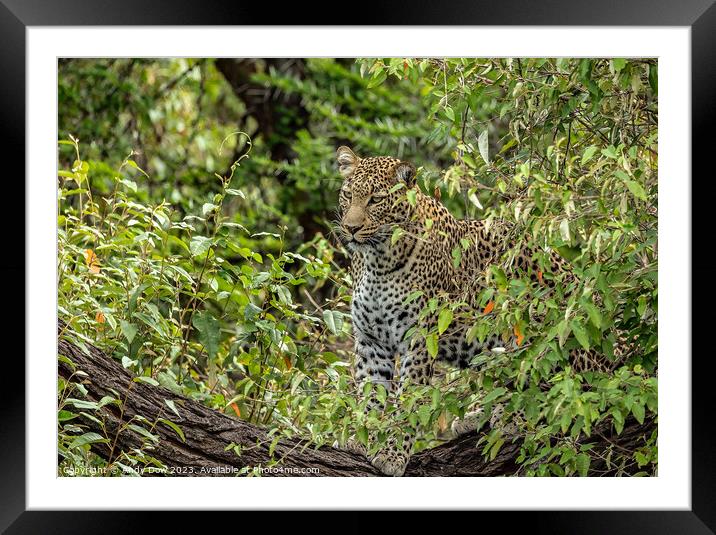 The watchful leopard Framed Mounted Print by Andy Dow