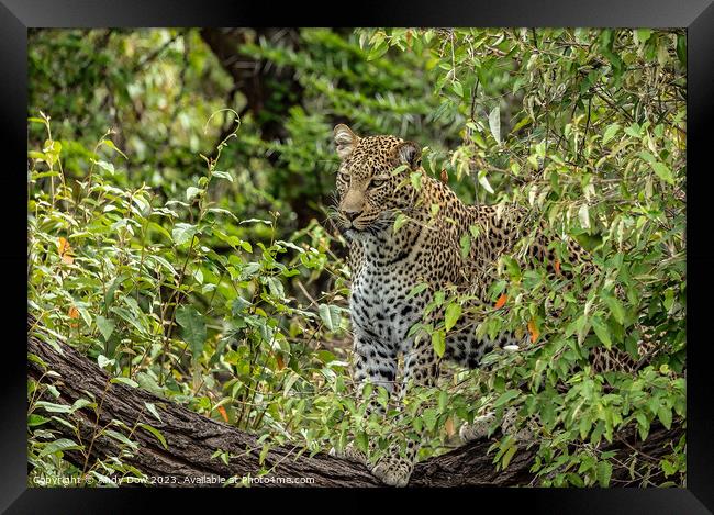 The watchful leopard Framed Print by Andy Dow