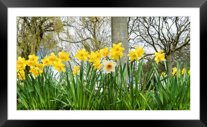 Spring daffodils and odd one out Framed Mounted Print by Allan Bell