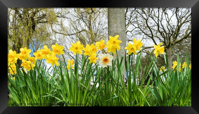 Spring daffodils and odd one out Framed Print by Allan Bell