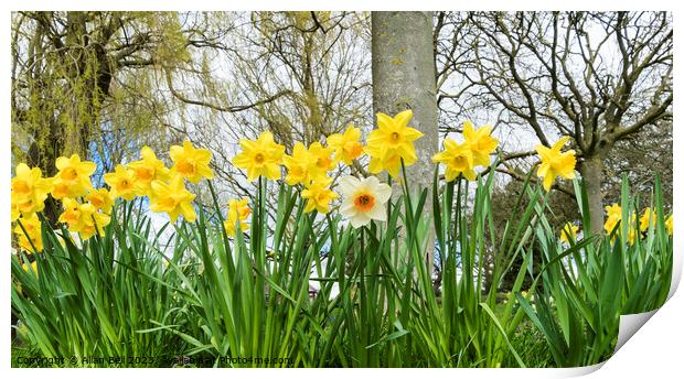Spring daffodils and odd one out Print by Allan Bell