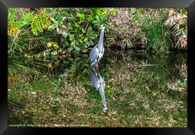 Grey Heron Tomb Water Reflection Habikino Osaka Japan Framed Print by William Perry