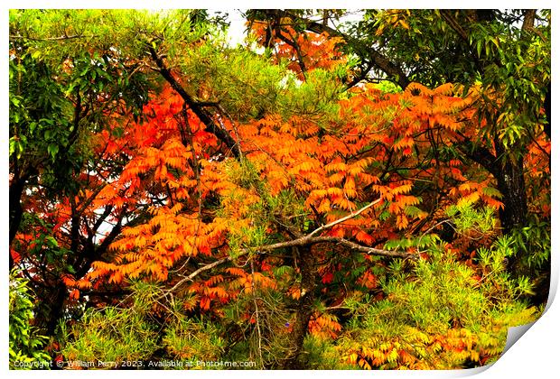 Orange Fall Leaves Autumn Tomb Habikino Osaka Japan Print by William Perry