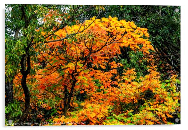 Orange Fall Leaves Autumn Tomb Habikino Osaka Japan Acrylic by William Perry