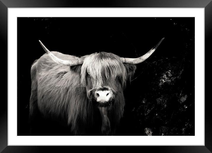 Highland Cow Dartmoor Framed Mounted Print by Maggie McCall