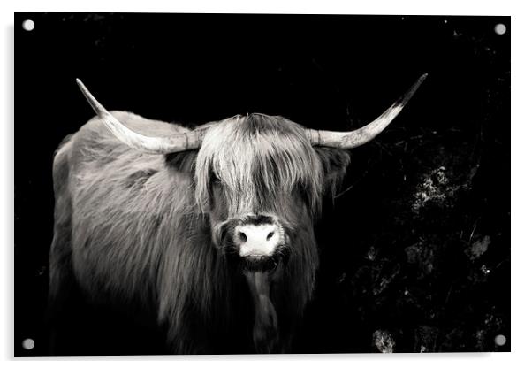 Highland Cow Dartmoor Acrylic by Maggie McCall