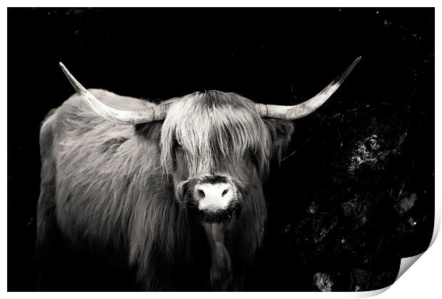 Highland Cow Dartmoor Print by Maggie McCall