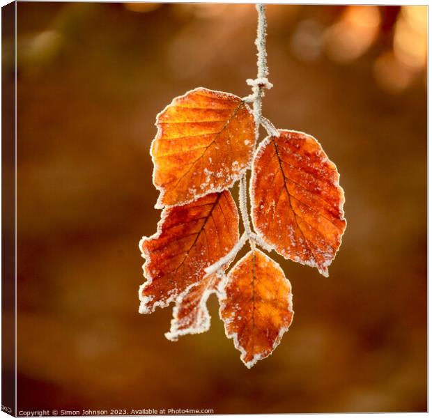 Sunlit frosted autumn leaves  Canvas Print by Simon Johnson