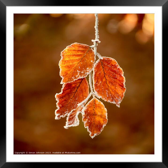 Sunlit frosted autumn leaves  Framed Mounted Print by Simon Johnson