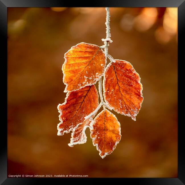 Sunlit frosted autumn leaves  Framed Print by Simon Johnson