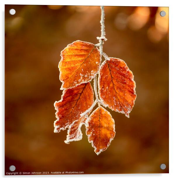 Sunlit frosted autumn leaves  Acrylic by Simon Johnson