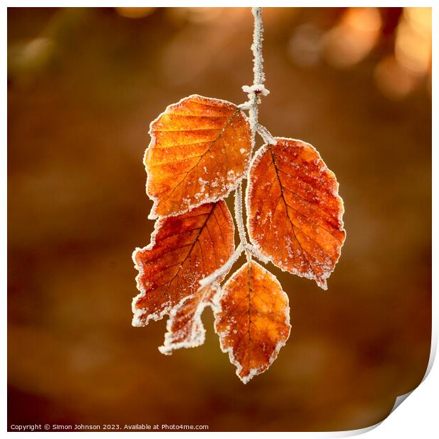Sunlit frosted autumn leaves  Print by Simon Johnson