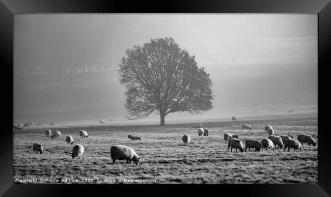 Tree, mist, sheep  Framed Print by Simon Johnson