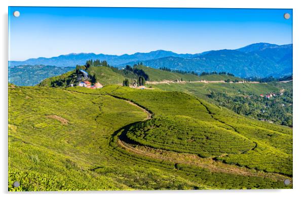 greenery landscape view of tea farmland Acrylic by Ambir Tolang