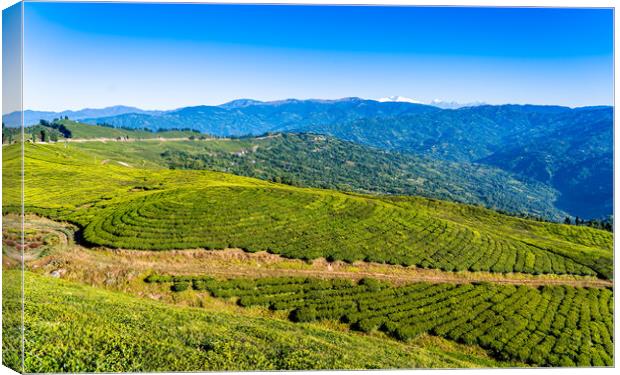 greenery landscape view of tea farmland Canvas Print by Ambir Tolang