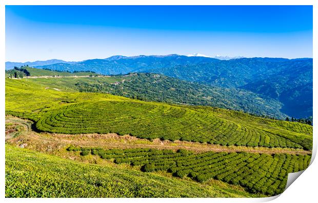 greenery landscape view of tea farmland Print by Ambir Tolang