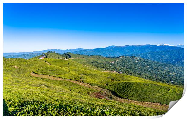 greenery landscape view of tea farmland Print by Ambir Tolang