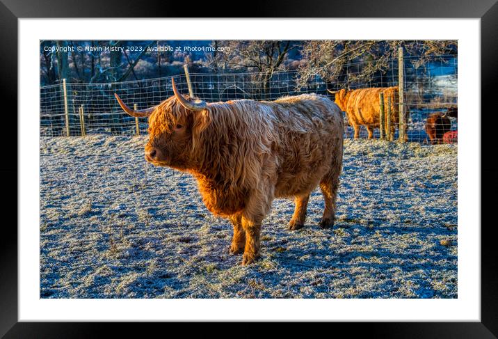 A Highland Cow in Winter Framed Mounted Print by Navin Mistry