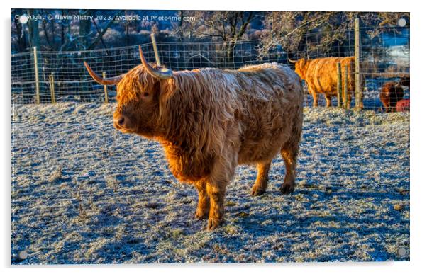 A Highland Cow in Winter Acrylic by Navin Mistry