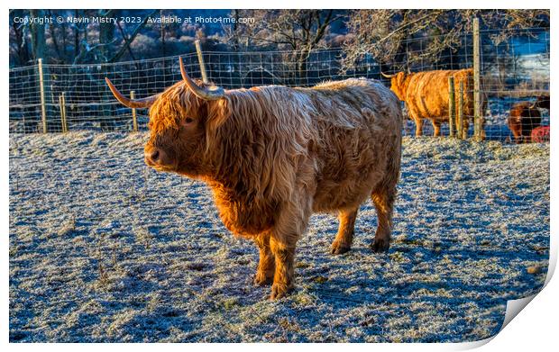 A Highland Cow in Winter Print by Navin Mistry