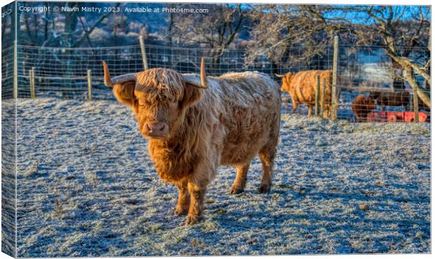 A Highland Cow in Winter Canvas Print by Navin Mistry