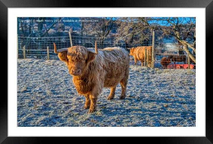 A Highland Cow in Winter Framed Mounted Print by Navin Mistry