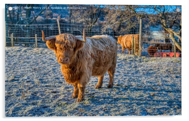 A Highland Cow in Winter Acrylic by Navin Mistry