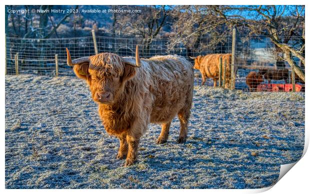 A Highland Cow in Winter Print by Navin Mistry