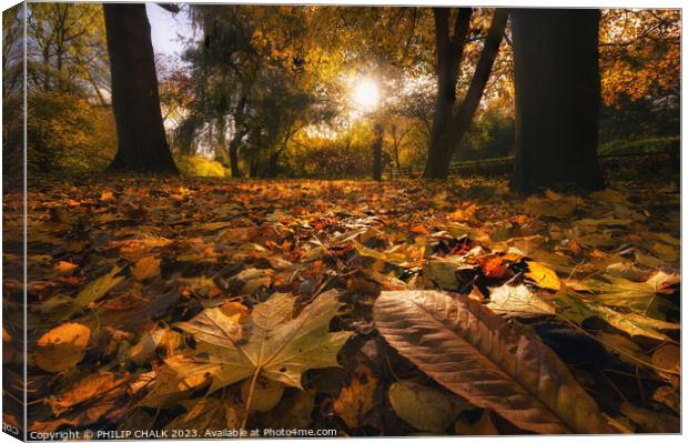 Autumn woodland 983 Canvas Print by PHILIP CHALK