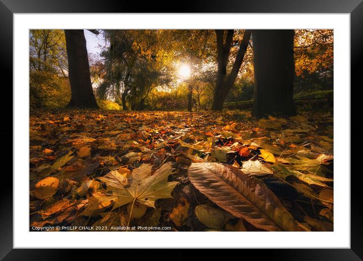 Autumn woodland 983 Framed Mounted Print by PHILIP CHALK