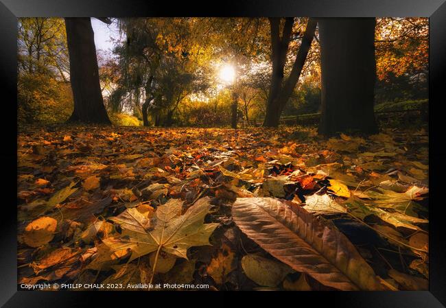 Autumn woodland 983 Framed Print by PHILIP CHALK