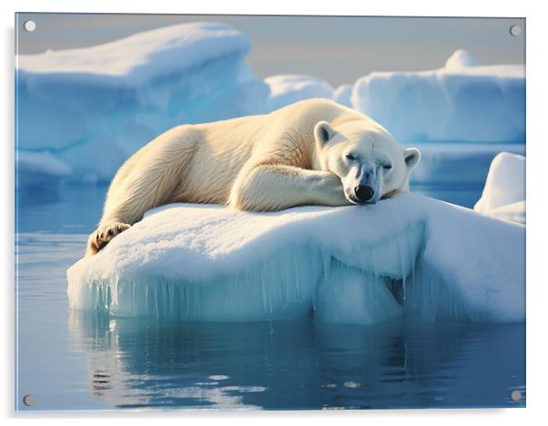 Sleeping Polar Bear Acrylic by Steve Smith
