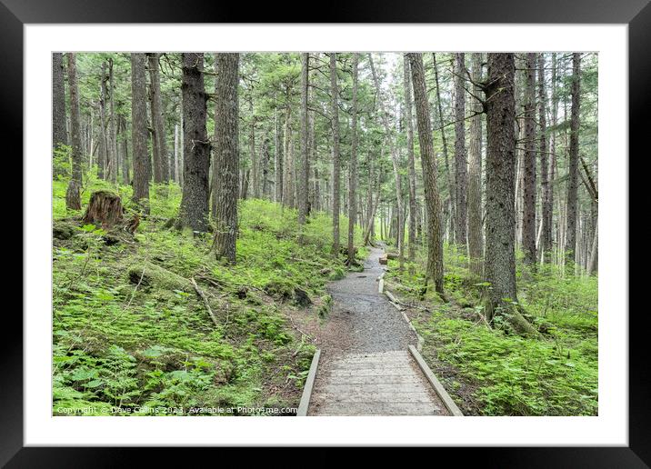 Footpath through Woodland in the Chilkat State Park, Haines, Alaska, USA Framed Mounted Print by Dave Collins