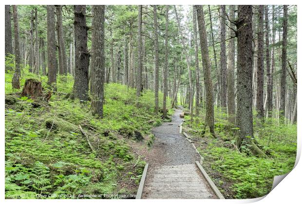 Footpath through Woodland in the Chilkat State Park, Haines, Alaska, USA Print by Dave Collins