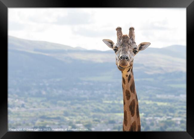 Giraffe portrait at Edinburgh Zoo Framed Print by Dave Collins