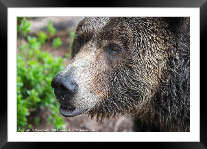 Grizzly bear in the rain at the  Grouse Mountain Wildlife Refuge, Vancouver, Canada Framed Mounted Print by Dave Collins
