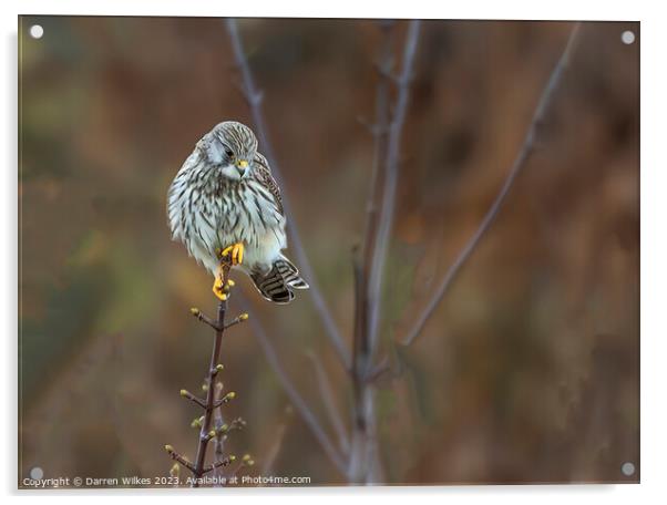 All Fluffed Up ( Kestrel) Acrylic by Darren Wilkes