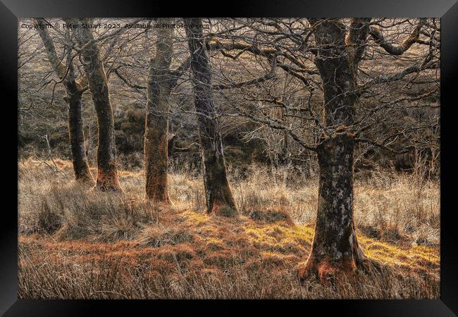 Autumnal woodland at Tockholes Framed Print by Peter Stuart