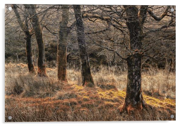 Autumnal woodland at Tockholes Acrylic by Peter Stuart