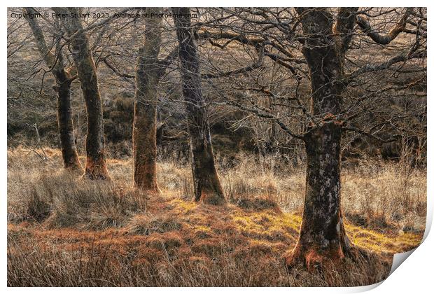 Autumnal woodland at Tockholes Print by Peter Stuart